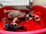 Beautiful don sphynx kitten left