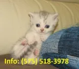 Hnswl munchkin kittens for sale 