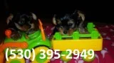 Wasedr terrier yorkie puppies ready now