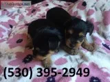 Vbnm akcterrier yorkie puppies available