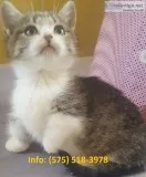 Swqg munchkin kittens for sale