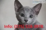 Jtmy russian blue kittens for sale 