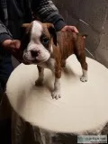 Beautiful kc boxer puppies bobtails and 
