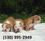 Xsdeadf lovable english bulldog puppies