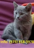 Tfwl russian blue kittens for sale 