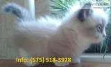 Vnfrw munchkin kittens for sale 
