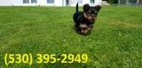Tgbnhj terrier yorkie puppies ready now