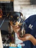 Azgs akcterrier yorkie puppies available