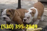 Waqsed m/f cutty english bulldog puppies