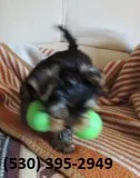 Iklopu terrier yorkie puppies ready now