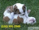 Qryv exceptional english bulldog puppies