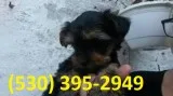 Gbhnjk terrier yorkie puppies ready now