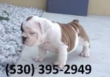 Qaty exceptional english bulldog puppies