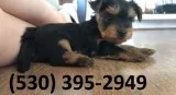 Gtyfdh terrier yorkie puppies ready now