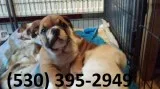 Fvgy exceptional english bulldog puppies