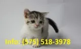 Tdlpw munchkin kittens for sale 