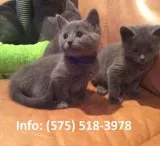 Dmst russian blue kittens for sale 
