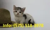 Etlpma munchkin kittens for sale