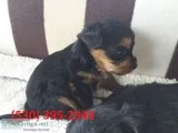 Vhio akcterrier yorkie puppies available