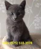 Rprm russian blue kittens for sale 