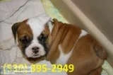 Eikl exceptional english bulldog puppies