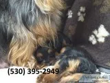 Gtyi akcterrier yorkie puppies available