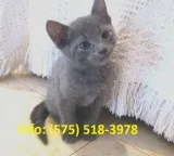 Fwslv russian blue kittens for sale 