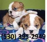 Tgko exceptional english bulldog puppies