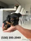 Sazx akcterrier yorkie puppies available