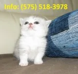 Snrtkj munchkin kittens for sale 