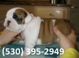 Fgioln english bulldog puppies ready now