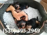 Dsxc akcterrier yorkie puppies available