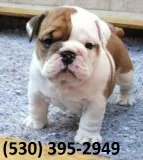 Aqwtio english bulldog puppies ready now