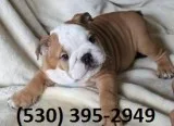 Gyhujl lovable english bulldog puppies
