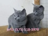 Fmwp russian blue kittens for sale 