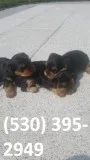 Gyhuji terrier yorkie puppies ready now