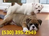 Dsxwey english bulldog puppies ready now