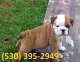 Weqikf m/f cutty english bulldog puppies