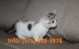 Ueqpk munchkin kittens for sale 