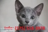 Msleo russian blue kittens for sale 