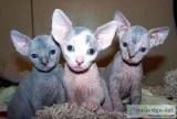 Male and female sphynx kittens