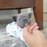 ^ teacup french bulldog pups ready*