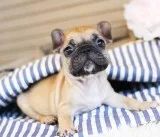 Beautiful male and female frenchies