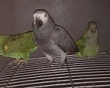 African grey parrot