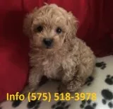 Swpg toy poodle puppies for sale 