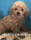 Inxlw toy poodle puppies for sale 