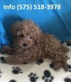 Brlwj toy poodle puppies for sale 
