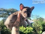 Male and female mini french bulldog pups