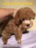 Gsmtp toy poodle puppies for sale