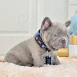 Healthy french bulldog puppies for sale